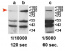 RDR2 | RNA-dependent RNA polymerase 2